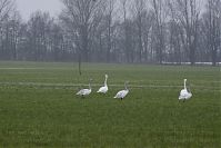 Vogel-Singschwan-20150125-47.jpg