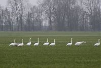 Vogel-Singschwan-20150125-48.jpg