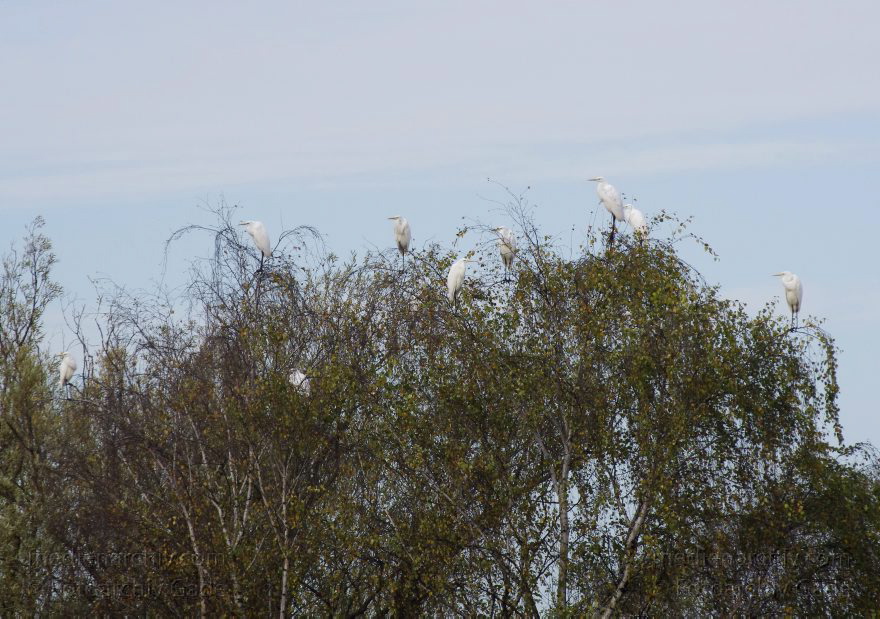 Brandenburg.Linum. Vogel. Silberreiher
4. 11. 2012. Brandenburg.Linum. Fauna. Tiere. Vogel. Vögel. Silberreiher (Casmerodius albus, Syn.: Ardea alba) Familie Reiher aus der Ordnung der Schreitvögel (Ciconiiformes)
Schlüsselwörter: 2012;Ardea cinerea;birds;Brandenburg;Casmerodius albus;Fauna;Fischreiher;Graureiher;Schreitvogel;Silberreiher;Tiere;Vogel;Vögel