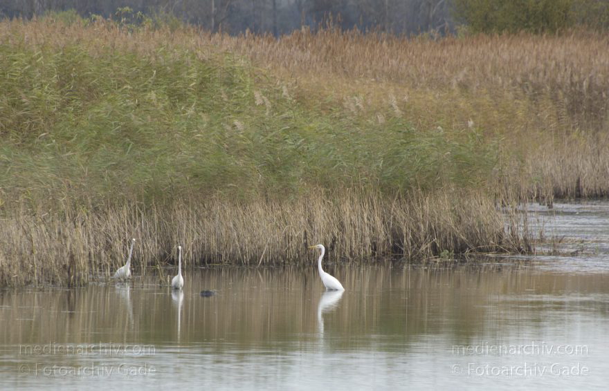Brandenburg.Linum. Vogel. Silberreiher
4. 11. 2012. Brandenburg.Linum. Fauna. Tiere. Vogel. Vögel. Silberreiher (Casmerodius albus, Syn.: Ardea alba) Familie Reiher aus der Ordnung der Schreitvögel (Ciconiiformes)
Schlüsselwörter: Ardea cinerea;birds;Brandenburg;Casmerodius albus;Fauna;Fischreiher;Graureiher;Schreitvogel;Silberreiher;Tiere;Vogel;Vögel;2012