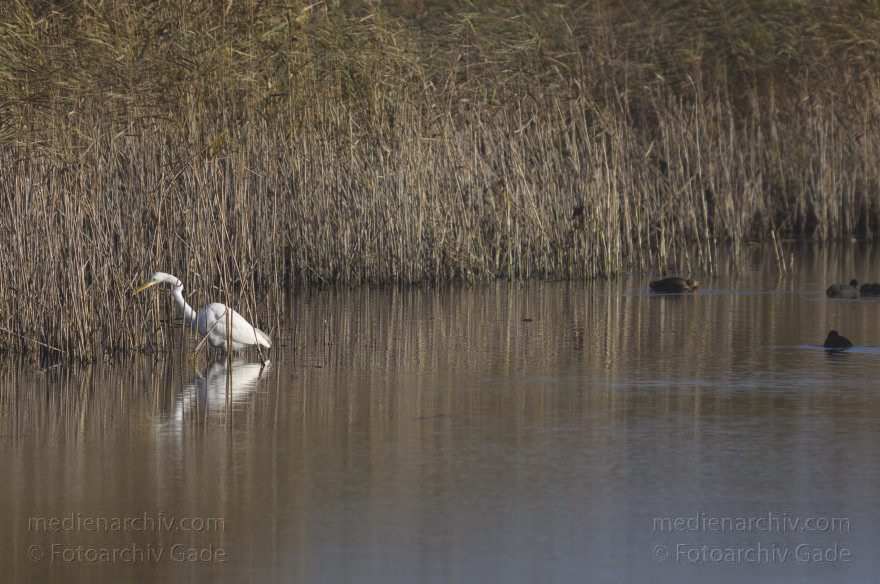 Brandenburg. Linum. Vogel. Silberreiher (Casmerodius albus, Ardea alba) Familie: Reiher
13. 11. 2012. Brandenburg. Linum. Vogel. Vögel. Silberreiher (Casmerodius albus, Ardea alba) Familie: Reiher
Schlüsselwörter: Ardea alba;Ardea cinerea;birds;Brandenburg;Casmerodius albus;Fauna;Fischreiher;Graureiher;Linum;Reiher;Schreitvogel;Silberreiher;Tiere;Vogel;Vögel;2012