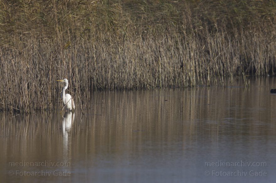 Brandenburg. Linum. Vogel. Silberreiher (Casmerodius albus, Ardea alba) Familie: Reiher
13. 11. 2012. Brandenburg. Linum. Vogel. Vögel. Silberreiher (Casmerodius albus, Ardea alba) Familie: Reiher
Schlüsselwörter: Ardea alba;Ardea cinerea;birds;Brandenburg;Casmerodius albus;Fauna;Fischreiher;Graureiher;Linum;Reiher;Schreitvogel;Silberreiher;Tiere;Vogel;Vögel;2012