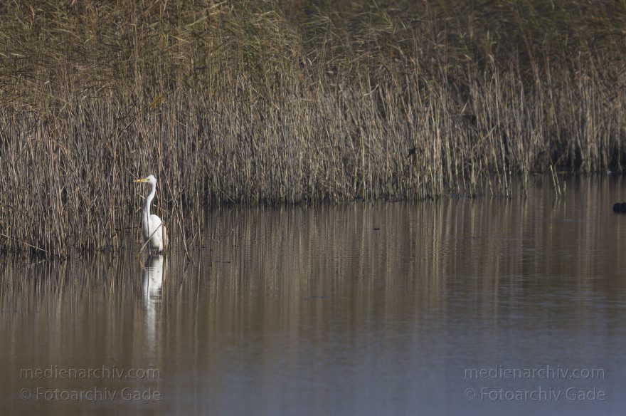 Brandenburg. Linum. Vogel. Silberreiher (Casmerodius albus, Ardea alba) Familie: Reiher
13. 11. 2012. Brandenburg. Linum. Vogel. Vögel. Silberreiher (Casmerodius albus, Ardea alba) Familie: Reiher
Schlüsselwörter: Ardea alba;Ardea cinerea;birds;Brandenburg;Casmerodius albus;Fauna;Fischreiher;Graureiher;Linum;Reiher;Schreitvogel;Silberreiher;Tiere;Vogel;Vögel;2012