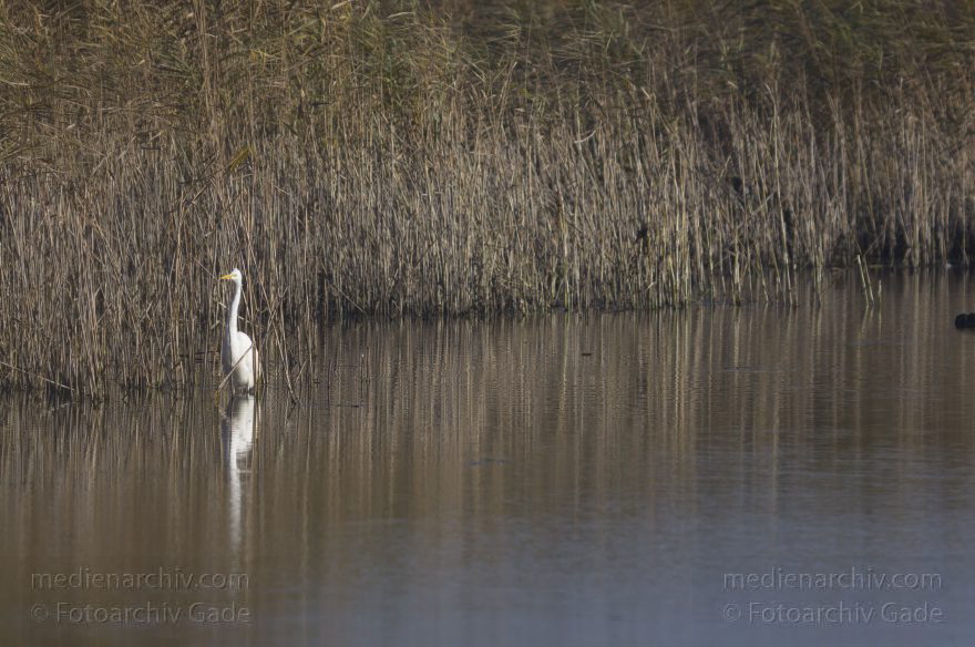 Brandenburg. Linum. Vogel. Silberreiher (Casmerodius albus, Ardea alba) Familie: Reiher
13. 11. 2012. Brandenburg. Linum. Vogel. Vögel. Silberreiher (Casmerodius albus, Ardea alba) Familie: Reiher
Schlüsselwörter: Ardea alba;Ardea cinerea;birds;Brandenburg;Casmerodius albus;Fauna;Fischreiher;Graureiher;Linum;Reiher;Schreitvogel;Silberreiher;Tiere;Vogel;Vögel;2012