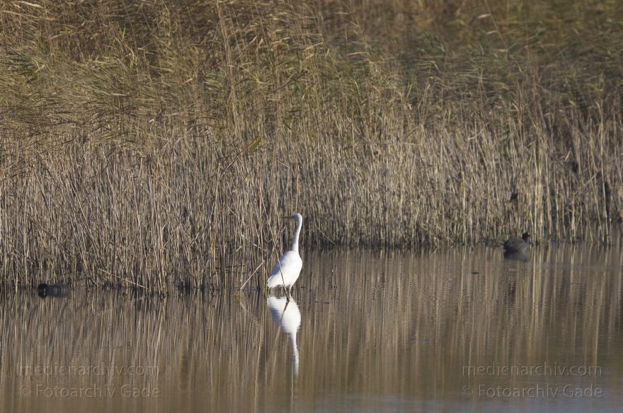 Brandenburg. Linum. Vogel. Silberreiher (Casmerodius albus, Ardea alba) Familie: Reiher
13. 11. 2012. Brandenburg. Linum. Vogel. Vögel. Silberreiher (Casmerodius albus, Ardea alba) Familie: Reiher
Schlüsselwörter: Ardea alba;Ardea cinerea;birds;Brandenburg;Casmerodius albus;Fauna;Fischreiher;Graureiher;Linum;Reiher;Schreitvogel;Silberreiher;Tiere;Vogel;Vögel;2012