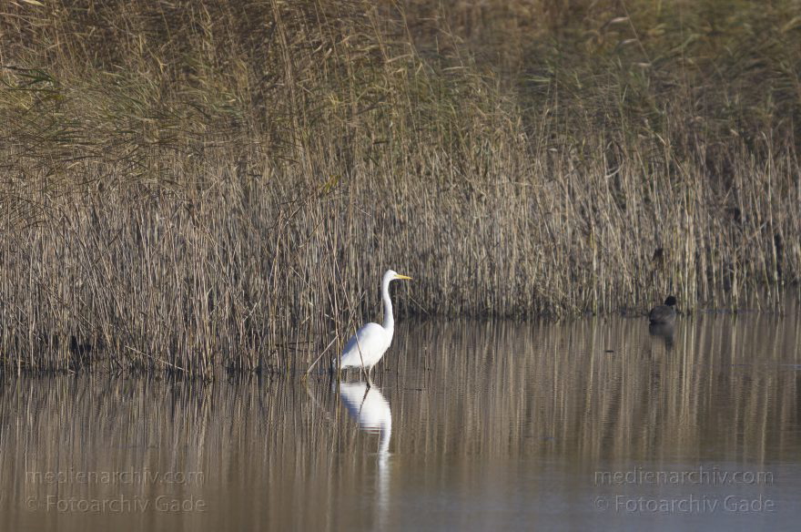 Brandenburg. Linum. Vogel. Silberreiher (Casmerodius albus, Ardea alba) Familie: Reiher
13. 11. 2012. Brandenburg. Linum. Vogel. Vögel. Silberreiher (Casmerodius albus, Ardea alba) Familie: Reiher
Schlüsselwörter: Ardea alba;Ardea cinerea;birds;Brandenburg;Casmerodius albus;Fauna;Fischreiher;Graureiher;Linum;Reiher;Schreitvogel;Silberreiher;Tiere;Vogel;Vögel;2012