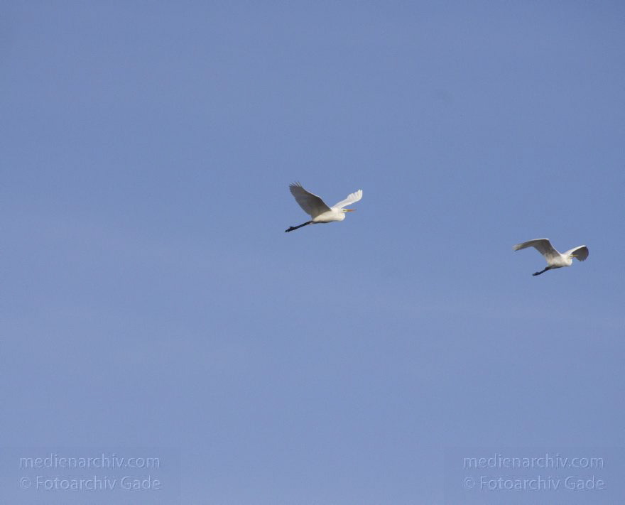 Brandenburg. Linum. Vogel. Fliegende Silberreiher
14. 11. 2013. Brandenburg. Linum. Vogel. Vögel. Fliegende Silberreiher. (Ardea alba, Syn.: Casmerodius albus)
Schlüsselwörter: Ardea cinerea;Brandenburg;Fauna;Fischreiher;Graureiher;Linum;Schreitvogel;Silberreiher;Tiere;Vogel;Vöge;2013;Vögel