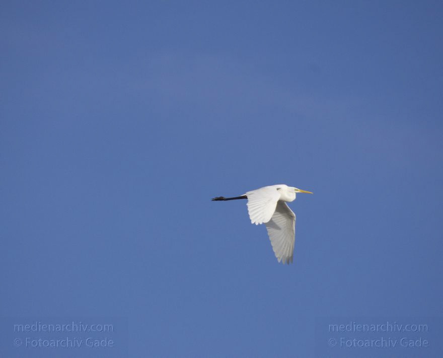 Brandenburg. Linum. Vogel. Fliegende Silberreiher
14. 11. 2013. Brandenburg. Linum. Vogel. Vögel. Fliegende Silberreiher. (Ardea alba, Syn.: Casmerodius albus)
Schlüsselwörter: Ardea cinerea;Brandenburg;Fauna;Fischreiher;Graureiher;Linum;Schreitvogel;Silberreiher;Tiere;Vogel;Vöge;2013;Vögel
