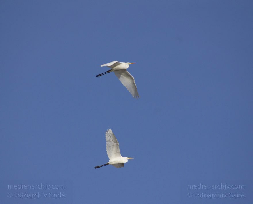 Brandenburg. Linum. Vogel. Fliegende Silberreiher
14. 11. 2013. Brandenburg. Linum. Vogel. Vögel. Fliegende Silberreiher. (Ardea alba, Syn.: Casmerodius albus)
Schlüsselwörter: Ardea cinerea;Brandenburg;Fauna;Fischreiher;Graureiher;Linum;Schreitvogel;Silberreiher;Tiere;Vogel;Vöge;2013;Vögel