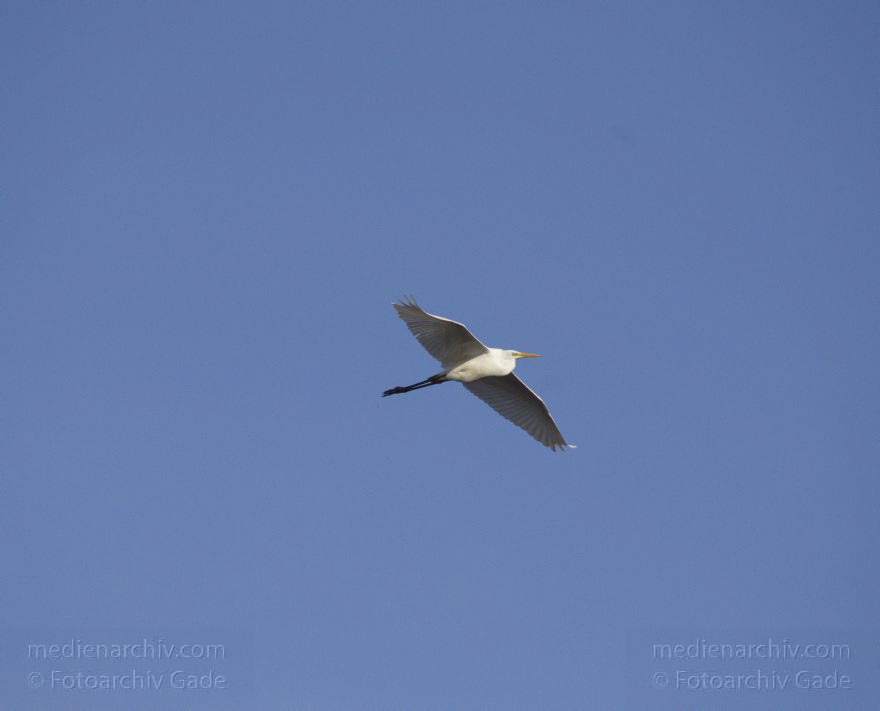 Brandenburg. Linum. Vogel. Fliegende Silberreiher
14. 11. 2013. Brandenburg. Linum. Vogel. Vögel. Fliegende Silberreiher. (Ardea alba, Syn.: Casmerodius albus)
Schlüsselwörter: Ardea cinerea;Brandenburg;Fauna;Fischreiher;Graureiher;Linum;Schreitvogel;Silberreiher;Tiere;Vogel;Vöge;2013;Vögel