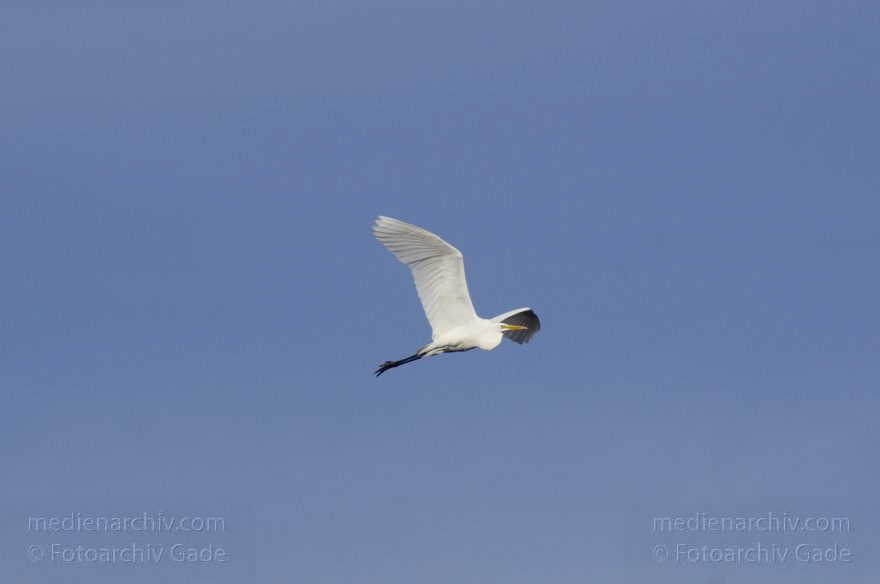 Brandenburg. Tiere. Vogel. Fliegender Silberreiher
14. 11. 2013. Brandenburg. Rhinluch. Tiere. Vogel. Silberreiher (Ardea alba oder Casmerodius albus)
Schlüsselwörter: Ardea alba;Ardea cinerea;Brandenburg;Fauna;Feld;Fischreiher;Graureiher;Schreitvogel;Silberreiher;Tiere;Vogel;2013;Vögel