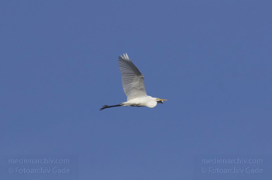 Brandenburg. Tiere. Vogel. Fliegender Silberreiher
14. 11. 2013. Brandenburg. Rhinluch. Tiere. Vogel. Silberreiher (Ardea alba oder Casmerodius albus)
Schlüsselwörter: Ardea alba;Ardea cinerea;Brandenburg;Fauna;Feld;Fischreiher;Graureiher;Schreitvogel;Silberreiher;Tiere;Vogel;2013;Vögel