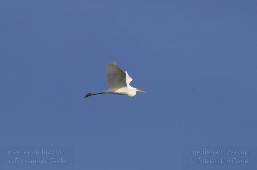 Brandenburg. Tiere. Vogel. Fliegender Silberreiher
14. 11. 2013. Brandenburg. Rhinluch. Tiere. Vogel. Silberreiher (Ardea alba oder Casmerodius albus)
Schlüsselwörter: Ardea alba;Ardea cinerea;Brandenburg;Fauna;Feld;Fischreiher;Graureiher;Schreitvogel;Silberreiher;Tiere;Vogel;2013;Vögel