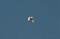 Vogel-Silberreiher-20091031-100.jpg