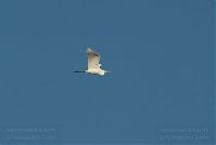 Vogel-Silberreiher-20091031-101.jpg