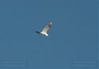 Vogel-Silberreiher-20091031-102.jpg
