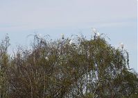 Vogel-Silberreiher-20121104-151.jpg