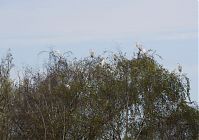 Vogel-Silberreiher-20121104-152.jpg