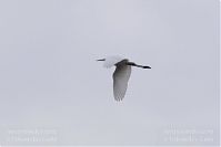 Vogel-Silberreiher-20121104-155.jpg
