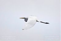 Vogel-Silberreiher-20121104-157.jpg