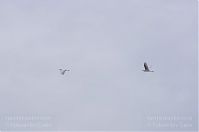 Vogel-Silberreiher-20121104-158.jpg