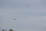 Vogel-Silberreiher-20121104-161.jpg