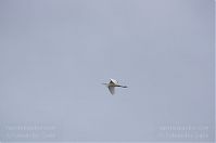 Vogel-Silberreiher-20121104-162.jpg