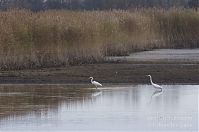 Vogel-Silberreiher-20121104-164.jpg