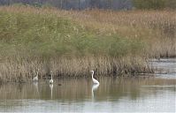 Vogel-Silberreiher-20121104-165.jpg