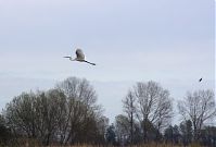 Vogel-Silberreiher-20121104-166.jpg
