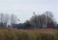 Vogel-Silberreiher-20121104-171.jpg