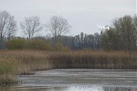 Vogel-Silberreiher-20121104-172.jpg