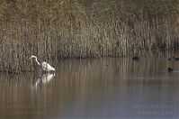 Vogel-Silberreiher-20121113-100.jpg