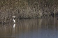 Vogel-Silberreiher-20121113-102.jpg
