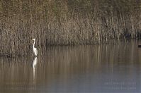 Vogel-Silberreiher-20121113-104.jpg