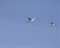 Vogel-Silberreiher-20131114-010.jpg