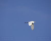 Vogel-Silberreiher-20131114-011.jpg