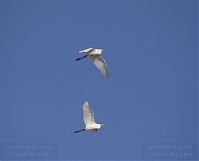 Vogel-Silberreiher-20131114-012.jpg