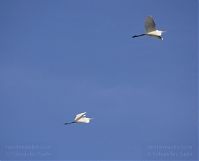 Vogel-Silberreiher-20131114-013.jpg