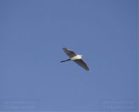 Vogel-Silberreiher-20131114-014.jpg