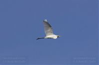 Vogel-Silberreiher-20131114-079.jpg