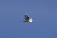 Vogel-Silberreiher-20131114-080.jpg
