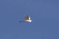 Vogel-Silberreiher-20131114-081.jpg