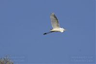 Vogel-Silberreiher-20131114-082.jpg