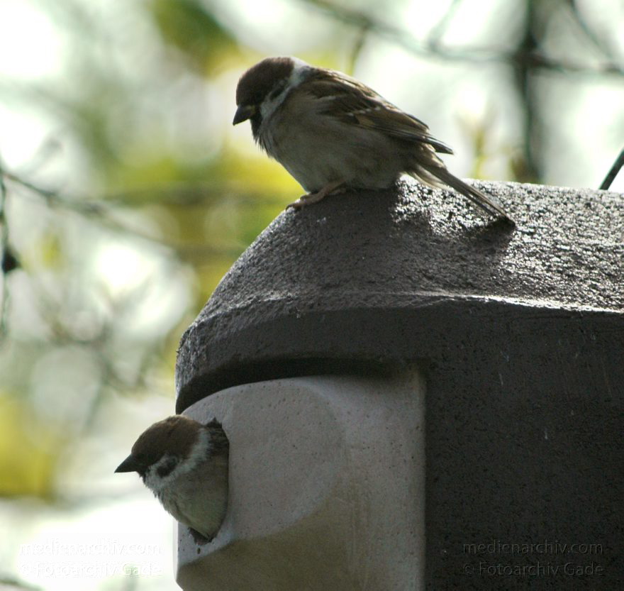 Spatzen am Nistkasten
24. 4. 2010. Berlin. Fauna. Tiere. Vogel. Spatzen am Nistkasten. Sperlinge. Passeridae
Schlüsselwörter: birds;Fauna;Nistkasten;Nordufer;Passeridae;Spatz;Sperling;Tiere;Vogel;Vögel;Wedding;2010;Berlin;Mitte