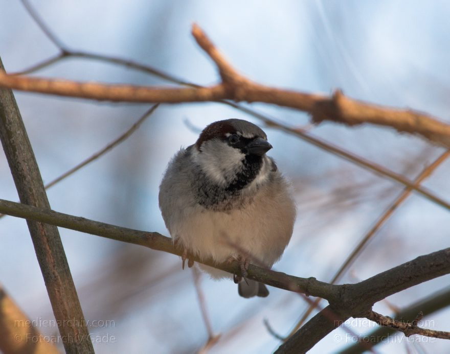 Berlin. Vogel. Feldsperlinge
18. 12. 2010. Berlin. Berlin-Mitte. Wedding. Rehberge. Fauna Tiere. Vogel. Vögel. Feldsperling (Passer montanus) Familie: Sperlinge (Passeridae)
Schlüsselwörter: Fauna;Feldsperlinge;Passer montanus;Passeridae;Rehberge;Spatzen;Sperlinge;Tiere;Vogel;Vögel;Wedding;2010;Berlin;Winter;birds;Mitte