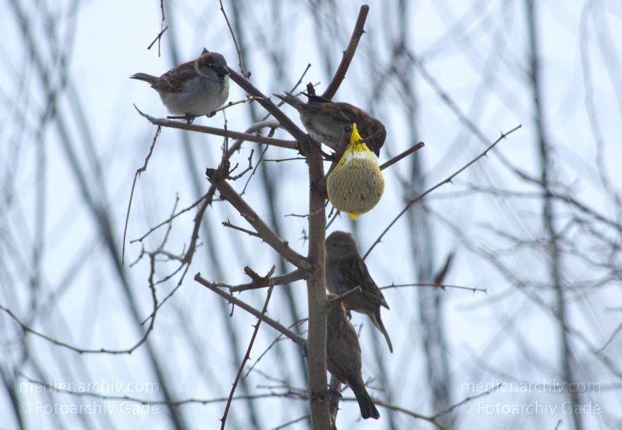 Berlin. Vogel. Meisenknödel
4. 2. 2012. Berlin. Berlin-Mitte. Wedding. Nordufer. Fauna. Tiere. Vogel. Vögel. Spatzen am Meisenknödel. Winter
Schlüsselwörter: Meisenknödel;Nordufer;Spatzen;Vogel;Vögel;Wedding;2012;Berlin;Winter;birds;Mitte