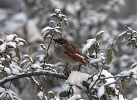 Vogel-Spatz-20101219-06.jpg