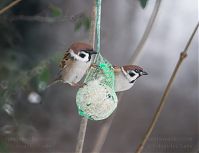 Vogel-Spatz-20101229-14.jpg