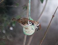 Vogel-Spatz-20101229-15.jpg